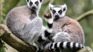 Vědci zkoumají viry v trusu žiraf a lemurů, které by mohly léčit podobně jako antibiotika