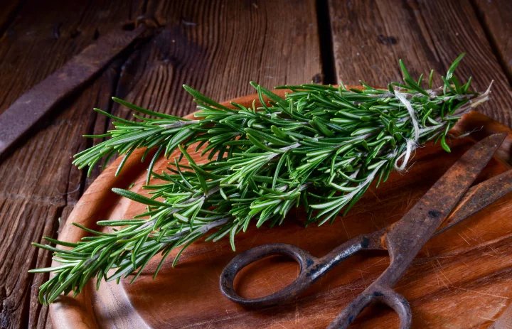 Rozmarýn je bylinka, která roste jako keřík. Poznáte ji bezpečně podle charakteristického aromatu, a pokud přemýšlíte, kde ji v přírodě hledat, vydejte se do okolí Středozemního moře.